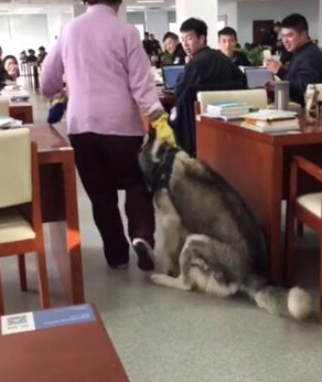 二哈溜进图书馆见人就亲&nbsp;没心没肺调动气氛