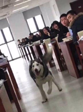 二哈溜进图书馆见人就亲&nbsp;没心没肺调动气氛