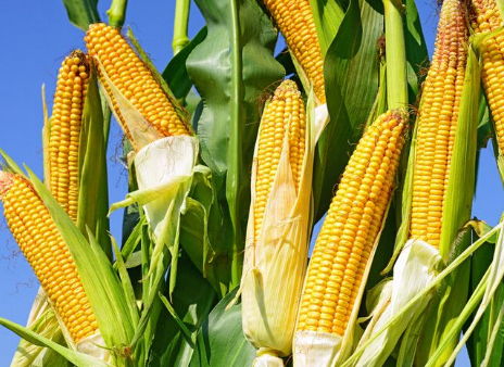 降血脂吃什么好 多吃四种食物