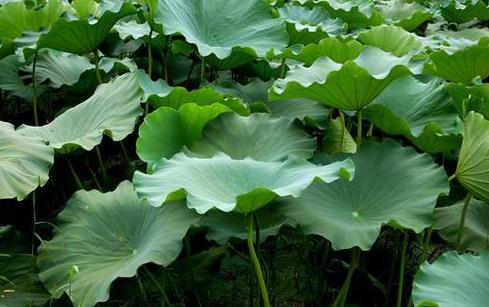 中药减肥秘方&nbsp;7种中药助你快速瘦