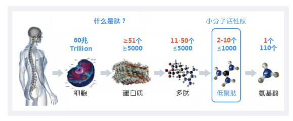 扶雪寡克小分子肽在生物护肤品中的作用