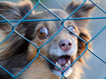 狂犬病▲狂犬病的潜伏期