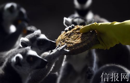 动物园特制月饼“出炉”