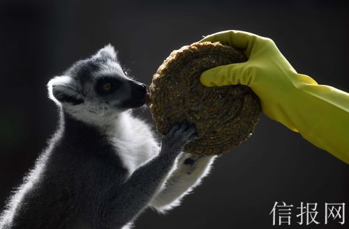 动物园特制月饼“出炉”