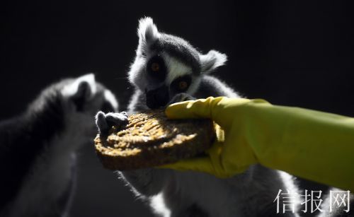 动物园特制月饼“出炉”