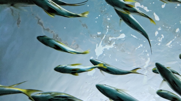 超越三星Note8/iPhone 8!谷歌Pixel 2样张出炉