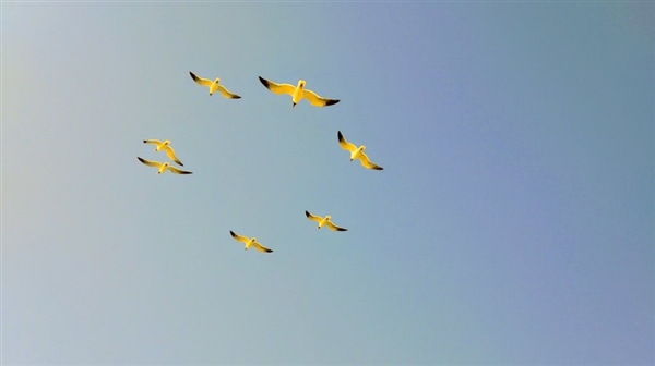 超越三星Note8/iPhone 8!谷歌Pixel 2样张出炉