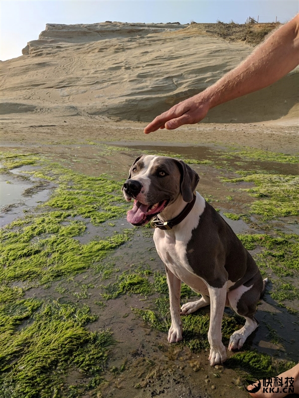 碾压iPhone 8P！拍照最强机Pixel 2官方样张释出