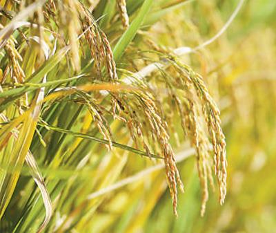 袁隆平团队新型海水稻再突破：亩产可达620公斤