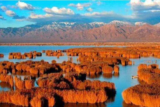 宁夏银川周边绝美花海与你相约在深秋