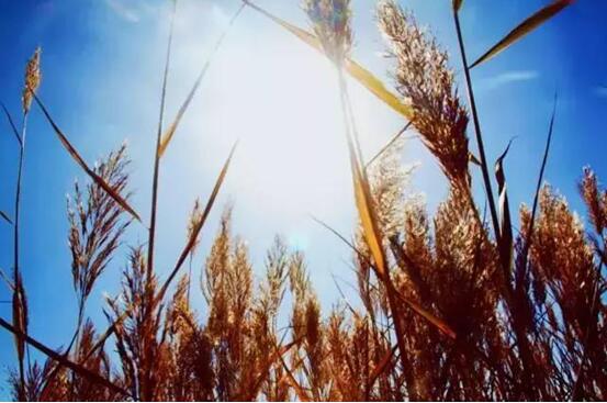 宁夏银川周边绝美花海与你相约在深秋