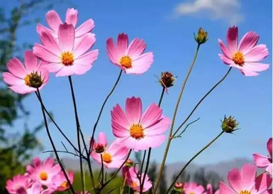 宁夏银川周边绝美花海与你相约在深秋