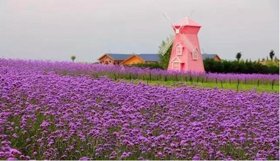 宁夏银川周边绝美花海与你相约在深秋