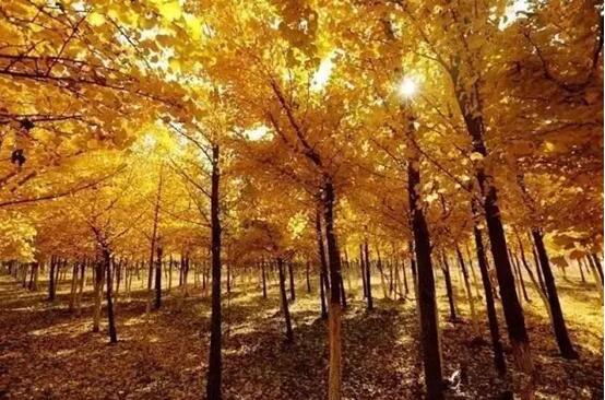 宁夏银川周边绝美花海与你相约在深秋