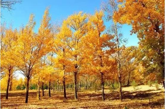 宁夏银川周边绝美花海与你相约在深秋