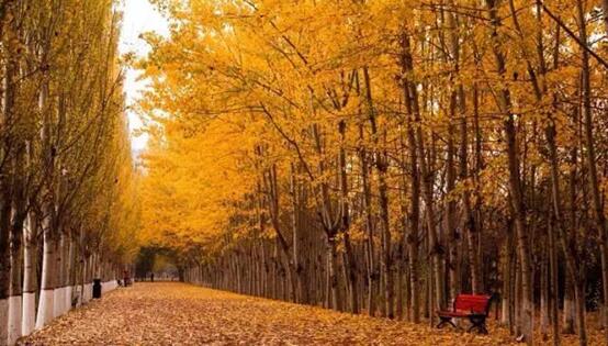 宁夏银川周边绝美花海与你相约在深秋
