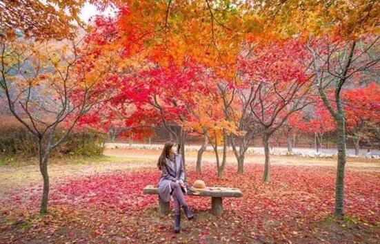 宁夏银川周边绝美花海与你相约在深秋