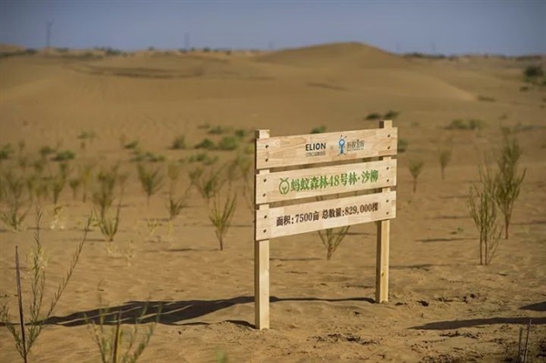 蚂蚁森林长势喜人！起早贪黑偷能量值了