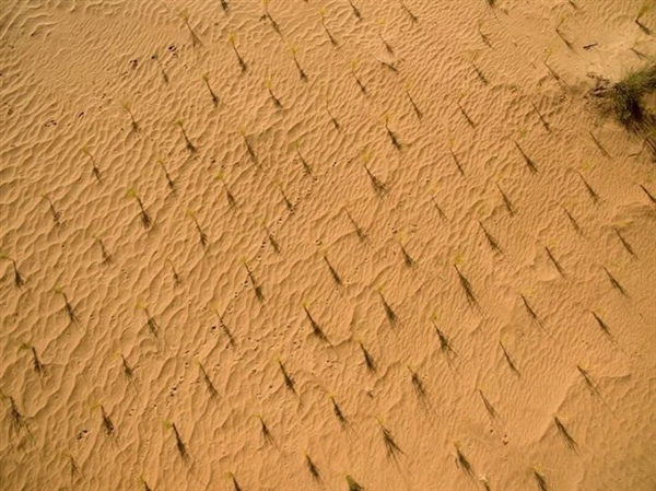 蚂蚁森林长势喜人！起早贪黑偷能量值了