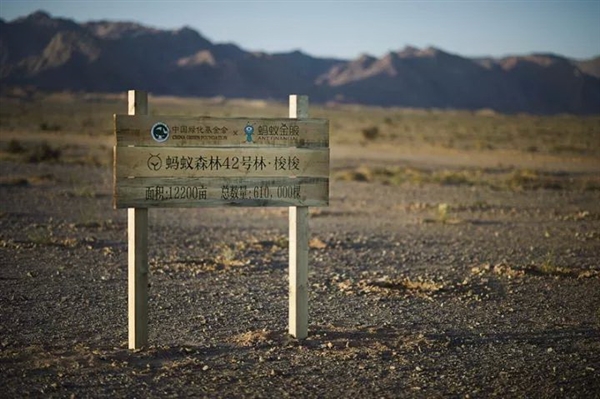 蚂蚁森林长势喜人！起早贪黑偷能量值了