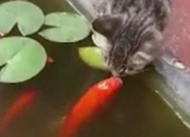 红色锦鲤与喵星人上演“深情一吻”：画面超有爱