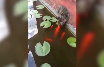 红色锦鲤与喵星人上演“深情一吻”：画面超有爱