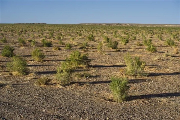 蚂蚁森林长势喜人！起早贪黑偷能量值了