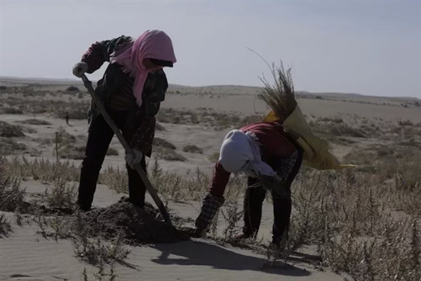 蚂蚁森林长势喜人！起早贪黑偷能量值了