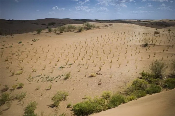 蚂蚁森林长势喜人！起早贪黑偷能量值了