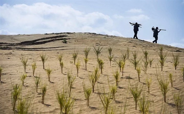 蚂蚁森林长势喜人！起早贪黑偷能量值了