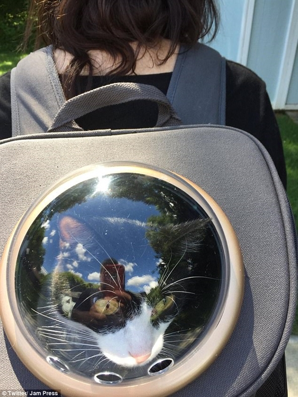 国外太空宠物背包网络走红:爱猫人士疯狂晒图