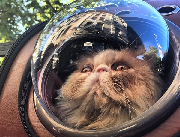 国外太空宠物背包网络走红:爱猫人士疯狂晒图