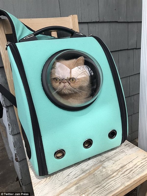 国外太空宠物背包网络走红:爱猫人士疯狂晒图