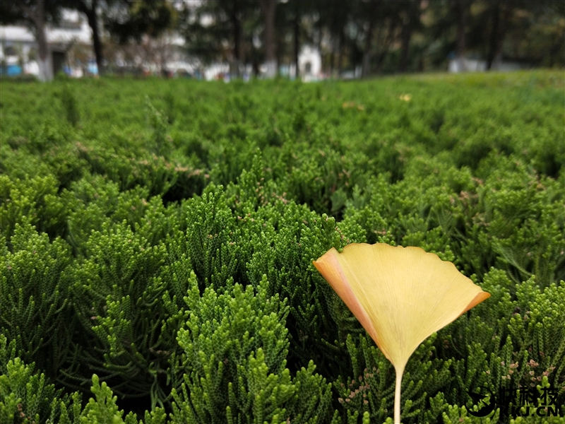 全面屏！OPPO R11s首发评测：史上最好的OPPO手机