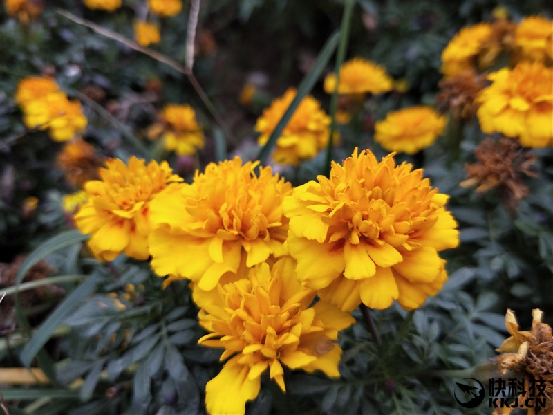 全面屏！OPPO R11s首发评测：史上最好的OPPO手机