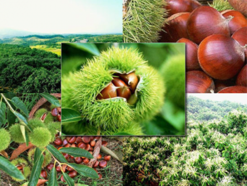 窦文章：以公益之心，实力之基，创新之力助力红色旅游扶贫攻坚