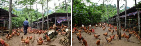 中国一汽荣获“2017中国社会责任扶贫奖”