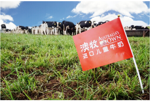澳牧牛奶真的是澳洲进口吗？探索澳牧的专属牧场和工厂