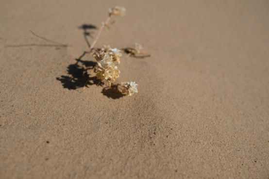 四季内蒙古丨来内蒙古，开启一场暖心音乐之旅
