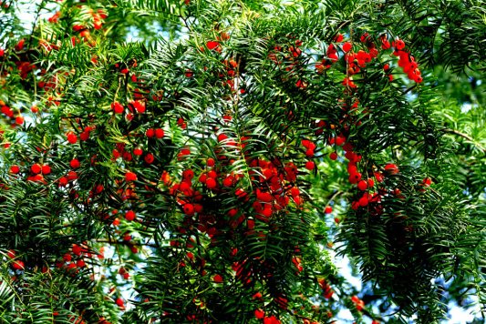 红豆集团坚持绿色发展 建设“美丽红豆”