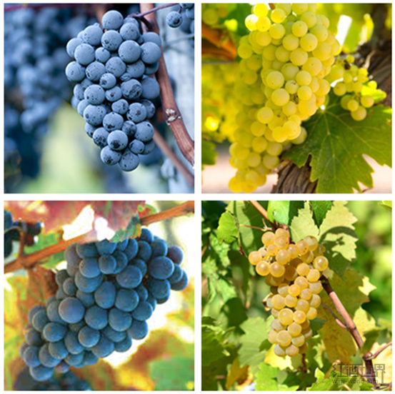 勃艮第酒迷的初级指南