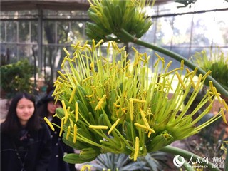 世界上“最稀罕的花”：一生只开一次 谢后便枯死