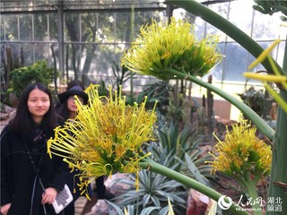 世界上“最稀罕的花”：一生只开一次 谢后便枯死