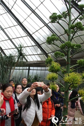 世界上“最稀罕的花”：一生只开一次 谢后便枯死