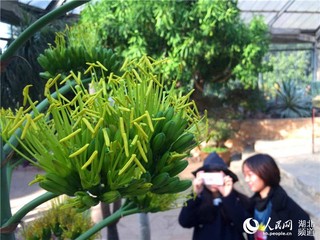 世界上“最稀罕的花”：一生只开一次 谢后便枯死