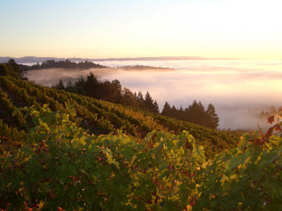 [探索纳帕子]探索纳帕子产区