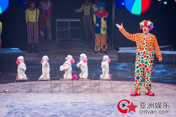 新春版朝阳公园大马戏来袭 动物明星轮番上阵展示绝活