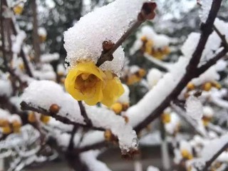 同里美丽的雪景惊艳四方