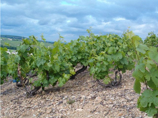 「产区」这些产区，它们的土壤很特别