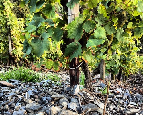 「产区」这些产区，它们的土壤很特别